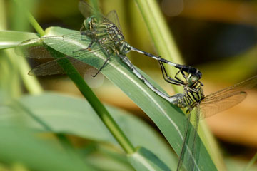 Green Marsh Hawk Dragonfly Orthetrum sabina