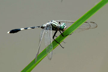 Green Marsh Hawk Dragonfly Orthetrum sabina