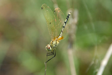 Ground Skimmer (Diplacodes trivialis)