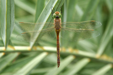 Hemianax ephippiger