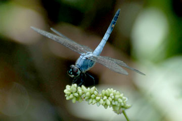 Little Blue Marsh Hawk Brachydiplax sobrina