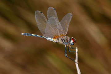 Long-legged Marsh Glider (Trithemis pallidinervis)