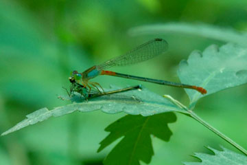 Orange tailed Marsh Dart Ceriagrion cerinorubellum