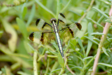 Pied Paddy Skimmer (Female)Neurothemis tullia