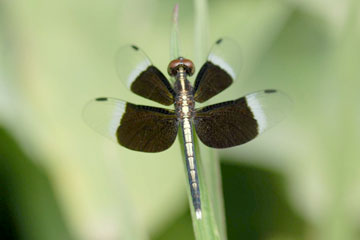 Pied Paddy Skimmer (Neurothemis tullia)