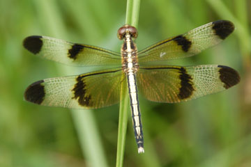 Pied Paddy Skimmer