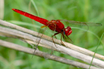 RUDDY MARSH SKIMMER(Crocothemis servilia)