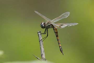 Red Marsh Trotter (Female)Tramea limbata