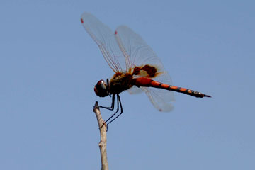 Red Marsh Trotter (Male)Tramea limbata