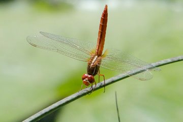 RuddyMarsh Skimmer(male)(Crocothemis servilia)