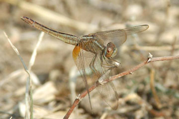 Rusty Darner (Anaciaeschna jaspidea)