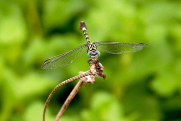 Small Pincertail (Onychogomphus grammicus)