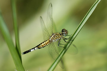 Trumpet Tail (Acisoma panorpoides)-Female
