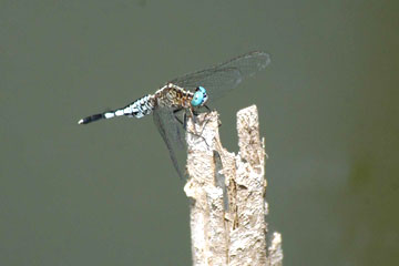 Trumpet Tail (Acisoma panorpoides)-Male