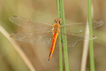 WANDERING GLIDER (Pantala flavescens)