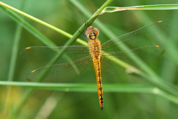 Wandering Glider Pantala flavescens