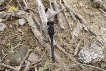 black stream glider (Trithemis festiva)