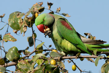 Alexandrine Parakeet feeding on Jujube fruit