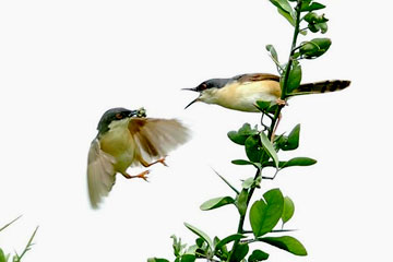 Ashy prinia feeding