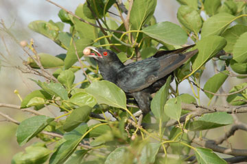 Asian Koel feeding on  (Lisoda) Cordia myxa