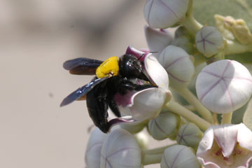 Carpenter Bee taking nector from  Milkweed flowers