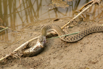 Checkered Keelback snake feeding a fish