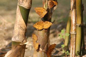 Common Caster butterfly sucking sap from juvenile bamboo shoots