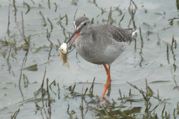 Common Redshank feeding on a fish