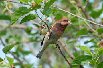 Common Rosefinch feeding   Mulberry fruits