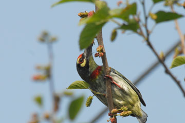 Coppersmith Barbet feeding on Mulberry fruits