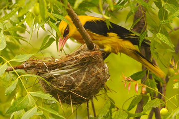 Golden Oriole feeding its chicks