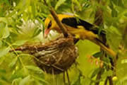 Golden Oriole feeding its chicks