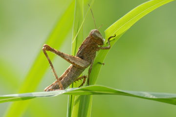 Grasshopper foraging grass blades
