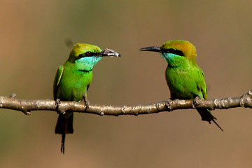 Green Bee Eater feeding on butterfly