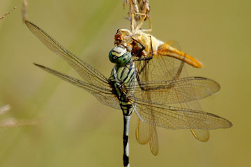 Green skimmer dragonfly preying on other species