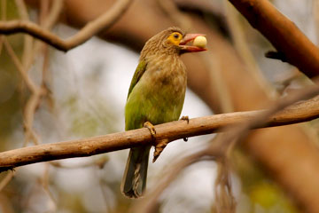 Grey Headed Barbet feeding on fruit