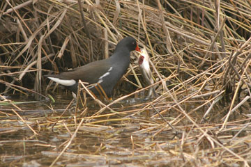 Indian Moorhen feeding on fish