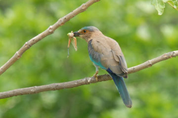 Indian Roller feeding on a dragonfly