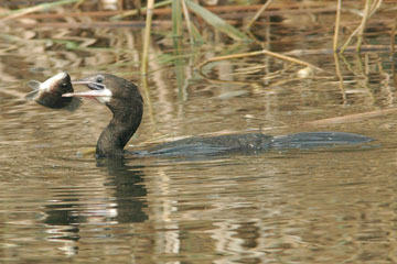 Indian cormorant feeding on a fish