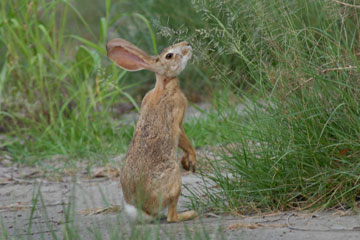 Indian hare foraging on grasses