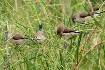 Indian silverbill foraging on grasses