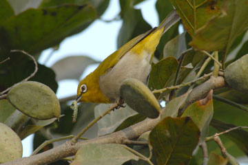 Oriental White Eye preying on a catterpillar