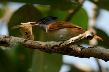 Paradise Flycatcher preying on a butterfly