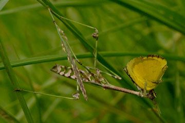 Praying mantis feeding on a butterfly