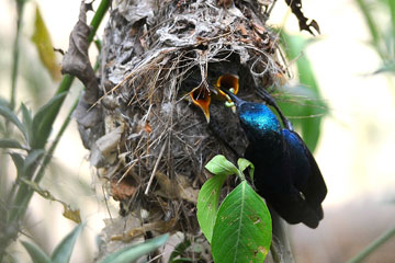 Purple sunbird feeding its chicks a caterpillar