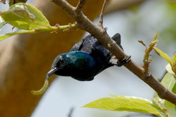 Purple sunbird feeding on caterpillar