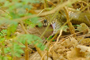 Rat snake preying on monitor lizard