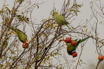 Rose Ringed Parakeet feeding on Pomgranate seeds