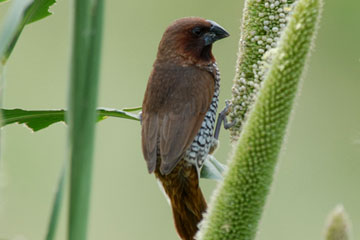Scaly Breasted Munia feeding on seeds of Pearl millet