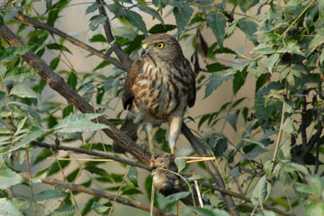 Shikra captured a small bird